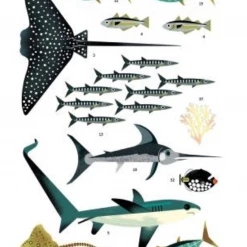 Poppik Large Ocean Animals Poster